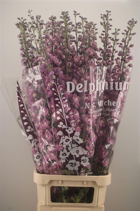 <h4>Delph El Dewi Rita</h4>