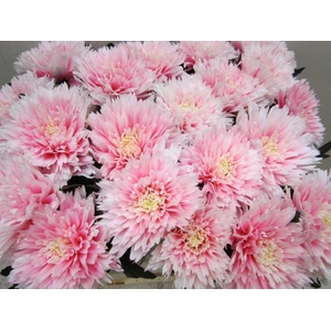 Chr G Undercover Pastel Pink