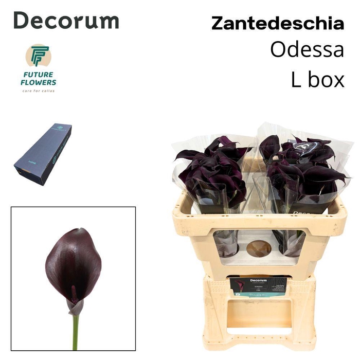 <h4>ZANT ODESSA LARGE BOX 50 cm</h4>