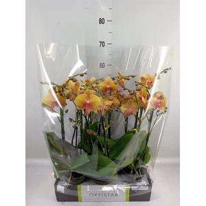 Phalaenopsis   ...orange