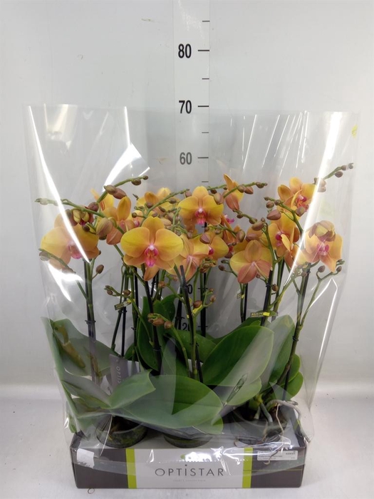 <h4>Phalaenopsis   ...orange</h4>