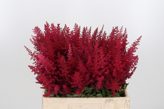 <h4>Astilbe Paul Gaarder</h4>