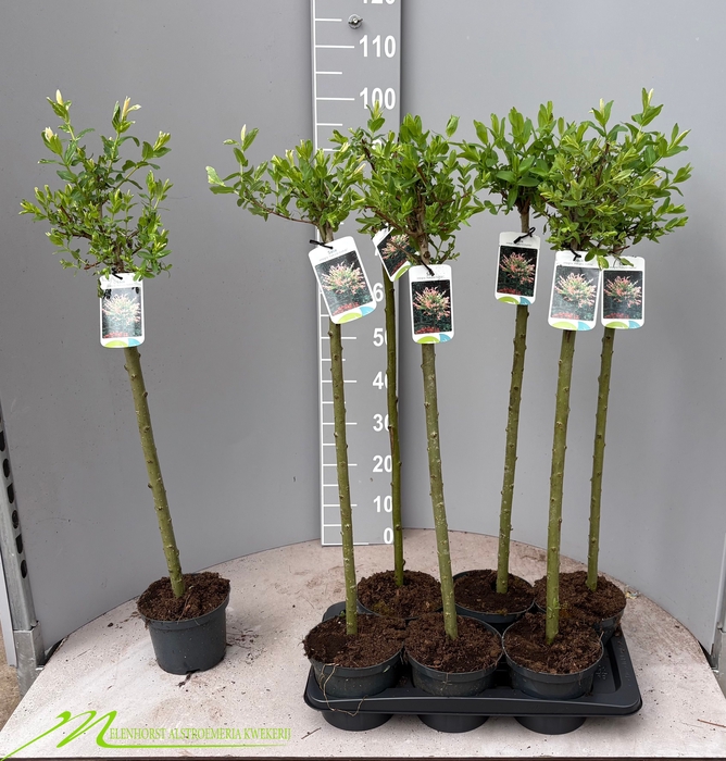 <h4>SALIX IN HAKURO NISH</h4>