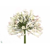 Agapanthus Umbellatus Album