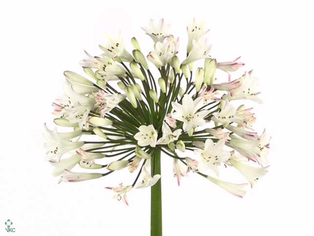 Agapanthus Umbellatus Album