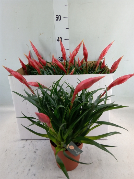 <h4>Vriesea  'Astrid'</h4>