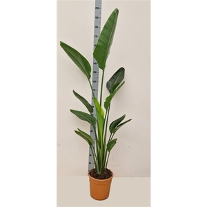 STRELITZIA ALBA 2 PER POT