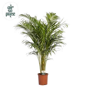 Dypsis Lutescens p21 (Areca) (Air so Pure)