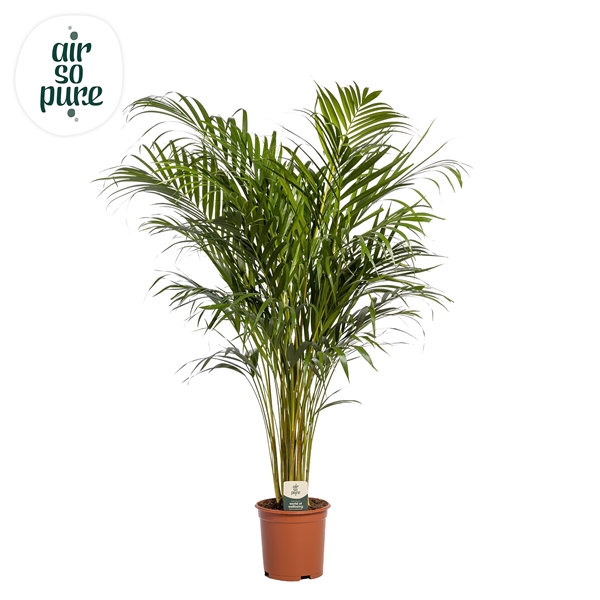 <h4>Dypsis Lutescens p21 (Areca) (Air so Pure)</h4>