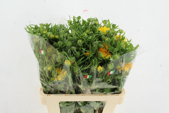 <h4>RAN MODERNA PROXIMA</h4>