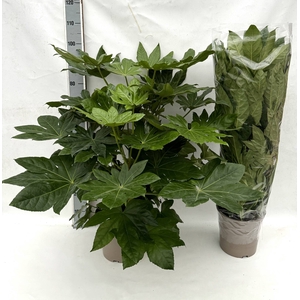 FATSIA OV