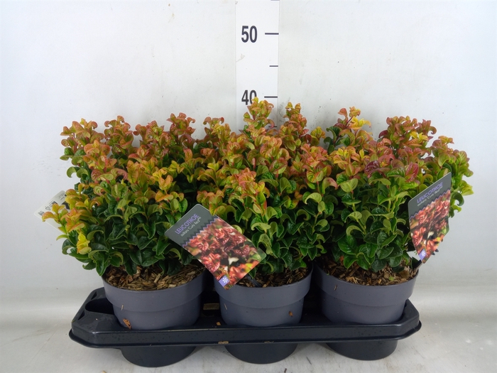 <h4>Leucothoe axillaris 'Curly Red'</h4>