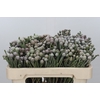 Kaaps Groen Silver Brunia