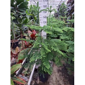 Araucaria heterophylla