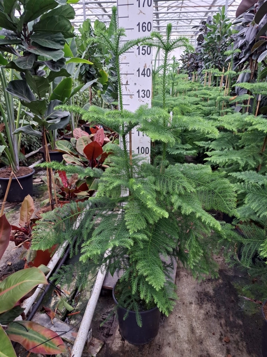 <h4>Araucaria heterophylla</h4>