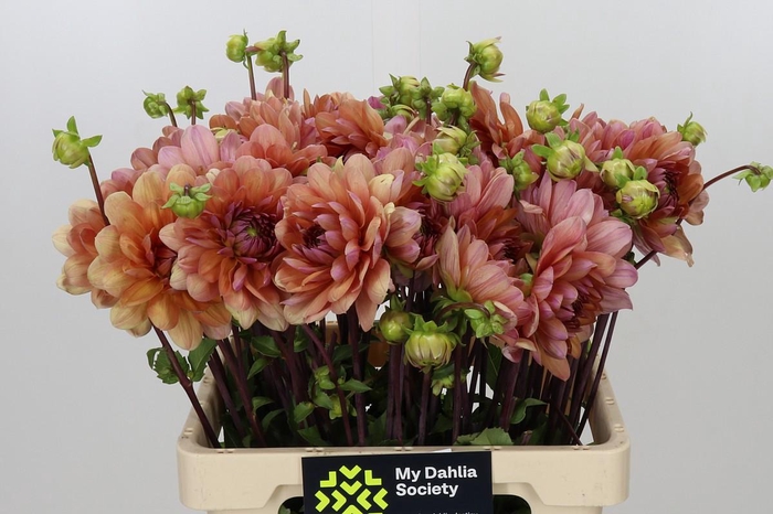<h4>Dahlia Chateau</h4>