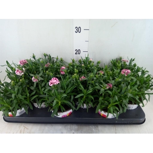 Dianthus  'Oscar Purple Star'