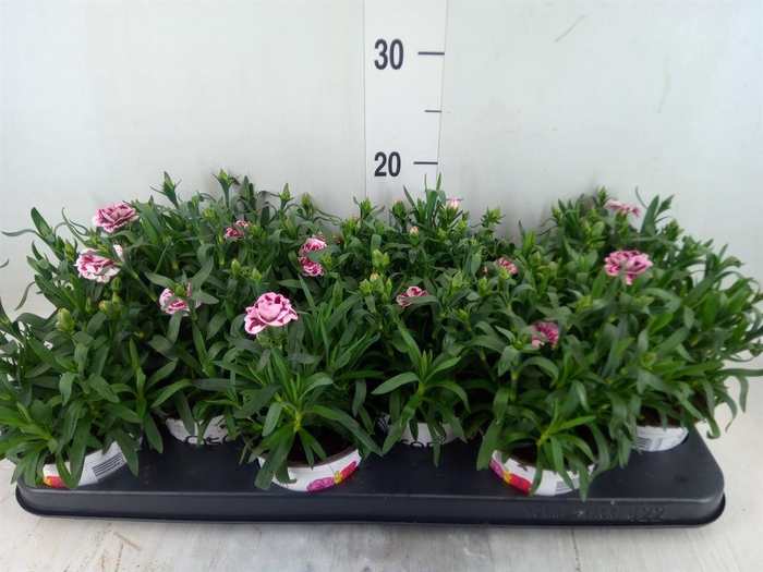 <h4>Dianthus  'Oscar Purple Star'</h4>