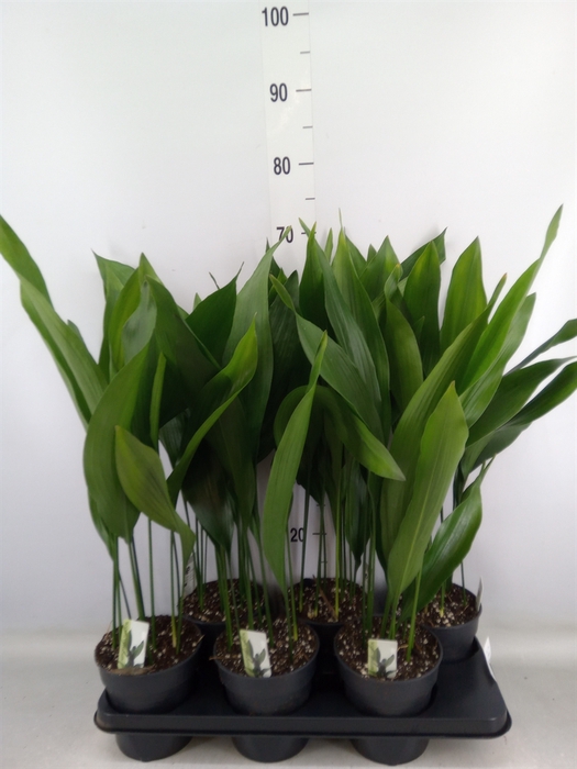 <h4>Aspidistra elat.</h4>