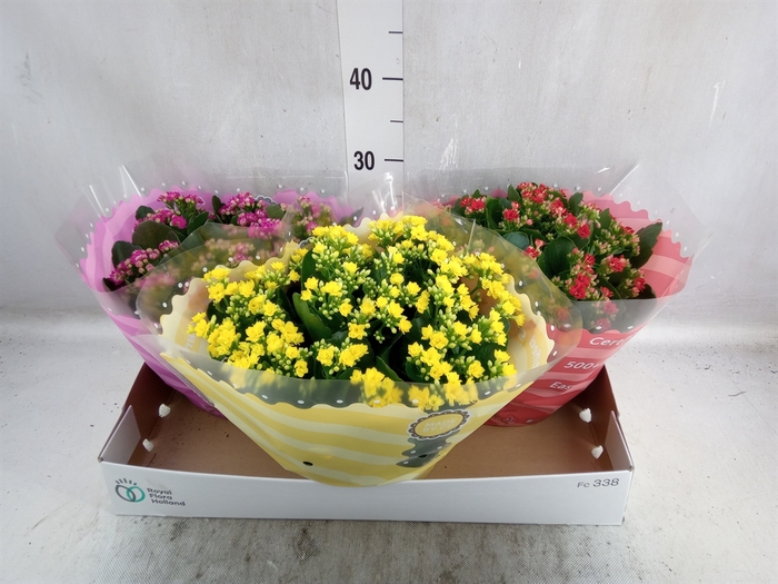 <h4>Kalanchoe blos.   ..rosebud mix  6</h4>