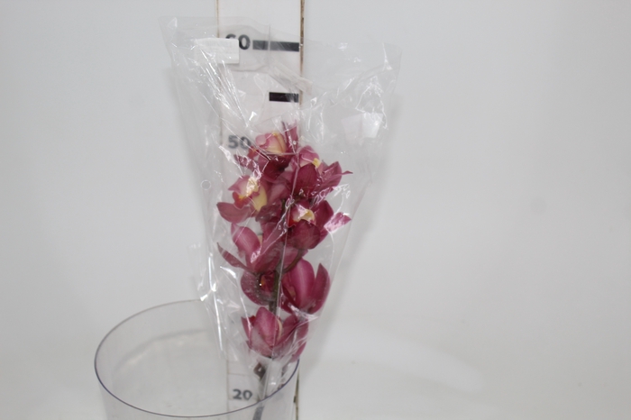 <h4>CYMBIDIUM HT MIN 9 FLS ROSA ESCURO</h4>