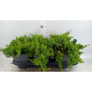 Juniperus procumbens 'Nana'