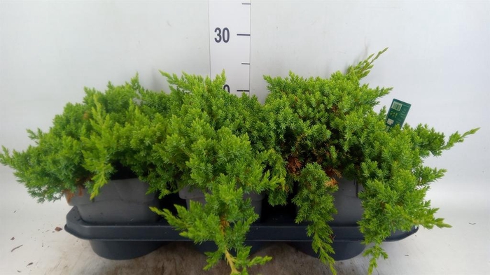 <h4>Juniperus procumbens 'Nana'</h4>