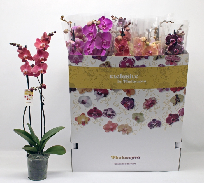 <h4>PHAL GEM 10 KL</h4>