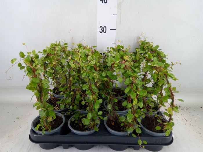 <h4>Muehlenbeckia com. 'Mao'ri'</h4>