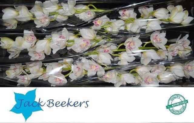 <h4>CYMB T KILIMANJARO</h4>