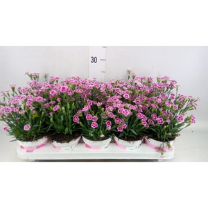 Dianthus  'Pink Kisses'