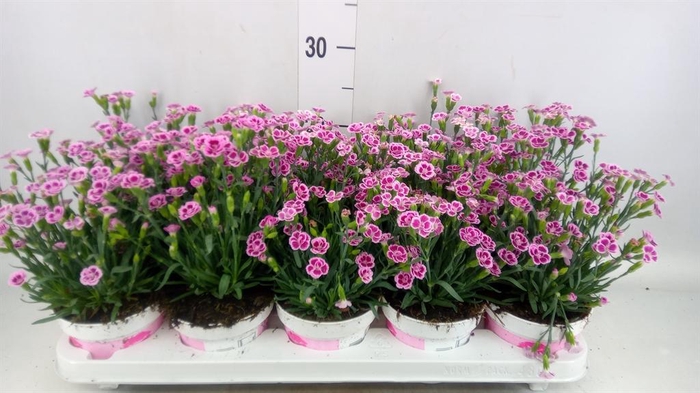 <h4>Dianthus  'Pink Kisses'</h4>