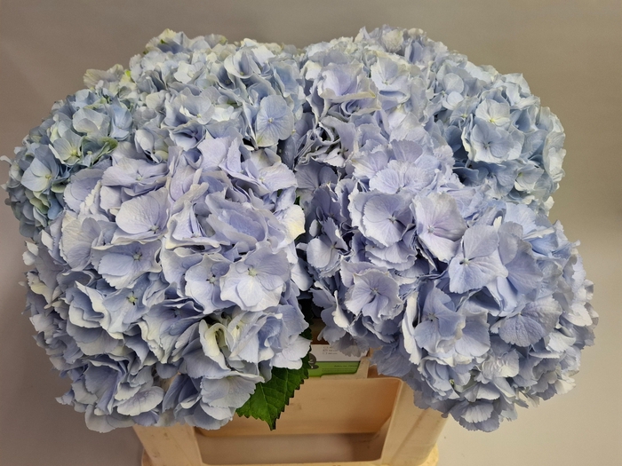 <h4>HYDR M CH VERENA BL</h4>