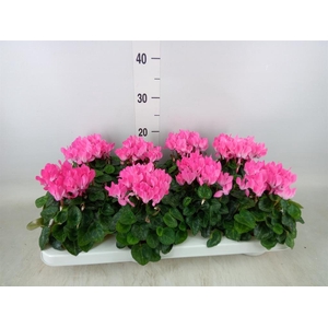 Cyclamen KL 'Compact'