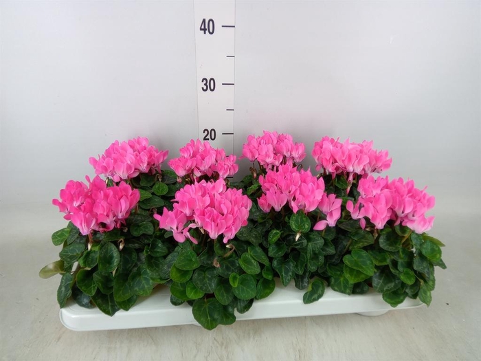 <h4>Cyclamen KL 'Compact'</h4>