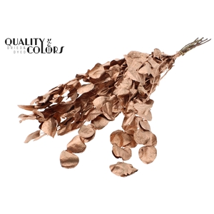 Eucalyptus Dried per bunch Copper