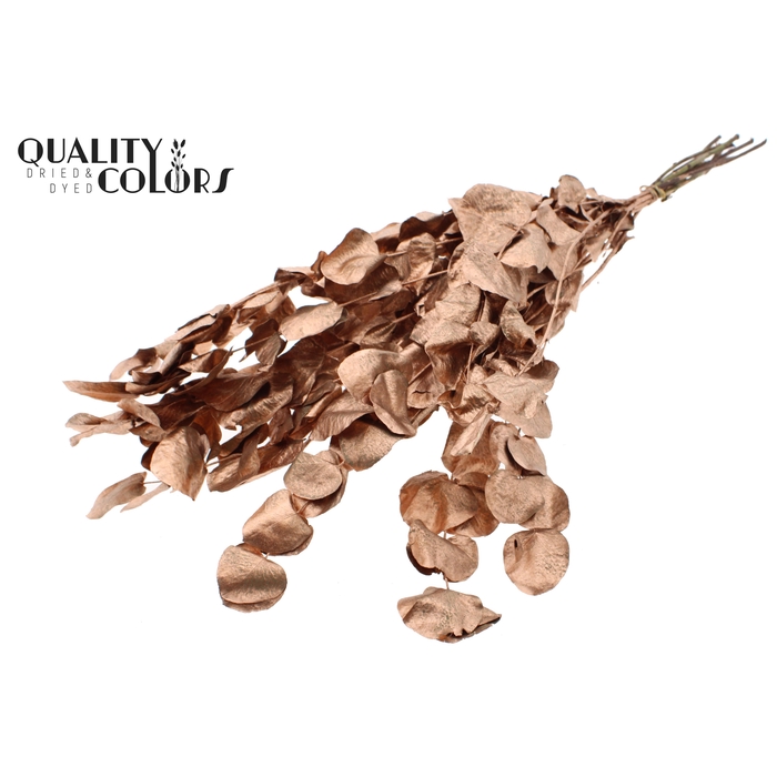 <h4>Eucalyptus Dried per bunch Copper</h4>