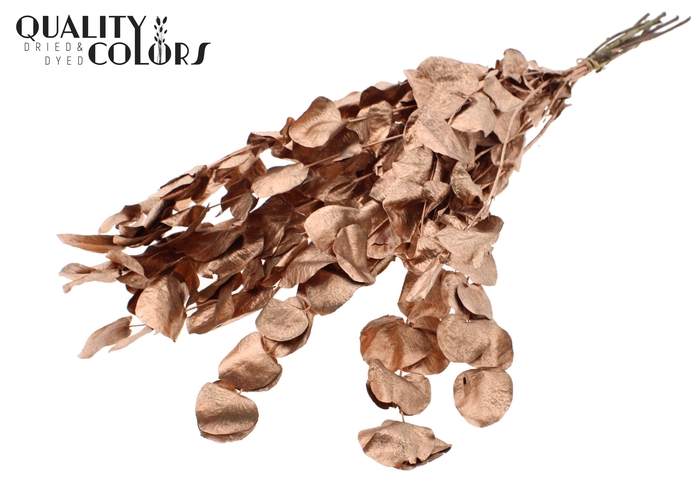 Eucalyptus Dried per bunch Copper