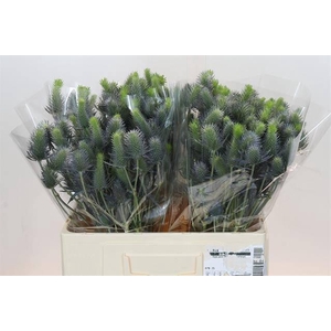 ERYNGIUM ELECTRIC DYNAMITE*