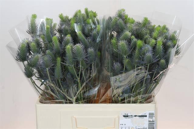 <h4>ERYNGIUM ELECTRIC DYNAMITE*</h4>