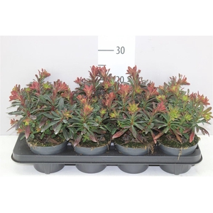 Euphorbia Amygd Purple