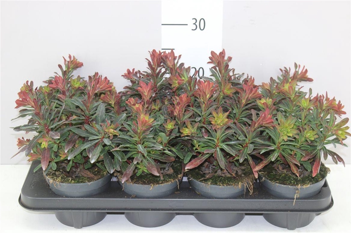 <h4>Euphorbia Amygd Purple</h4>