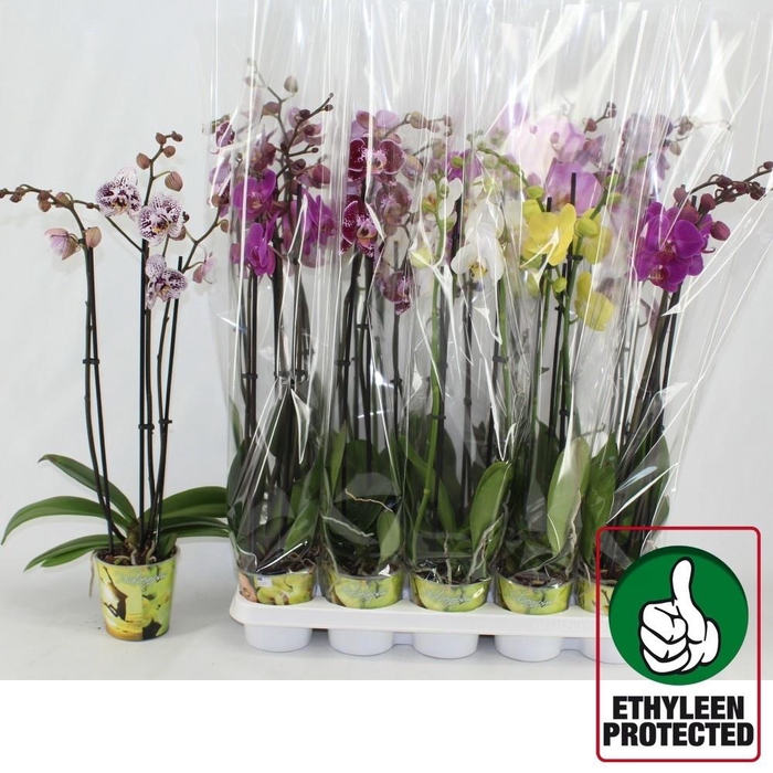 <h4>PHAL GEM 6 KL</h4>