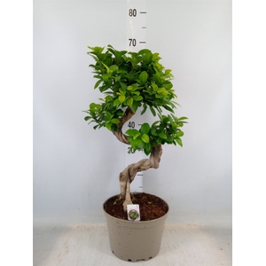 Ficus microcarpa 'Ginseng'