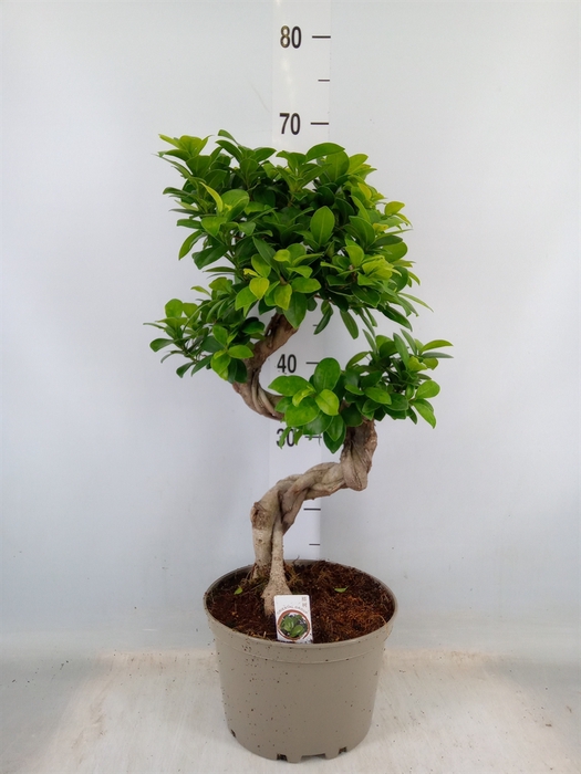 <h4>Ficus microcarpa 'Ginseng'</h4>