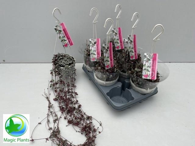 <h4>CEROP WO SILVE GLORY</h4>