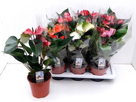 <h4>Anthu An Adios Mix 4kl 5+</h4>