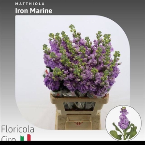 Matth Iron Marine