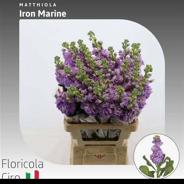 <h4>Matth Iron Marine</h4>