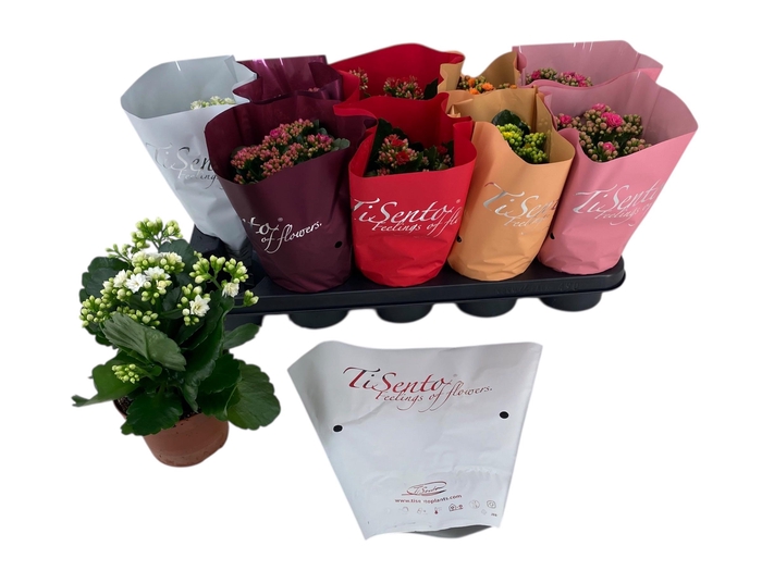 <h4>KAL GE PERFECTA ROSA</h4>